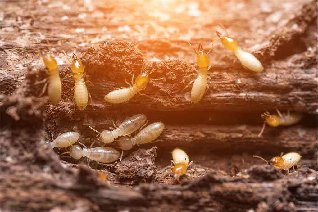 Do Termites Die When Exposed To Air Sunlight or Water?