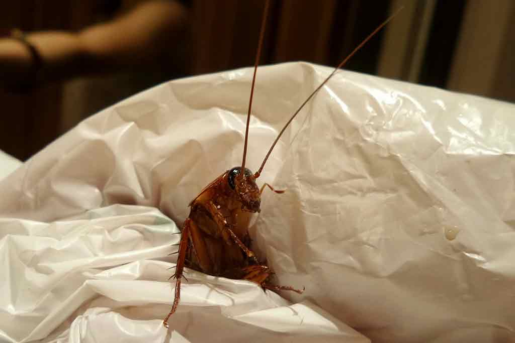 Are Cockroaches Disgusted By Humans?