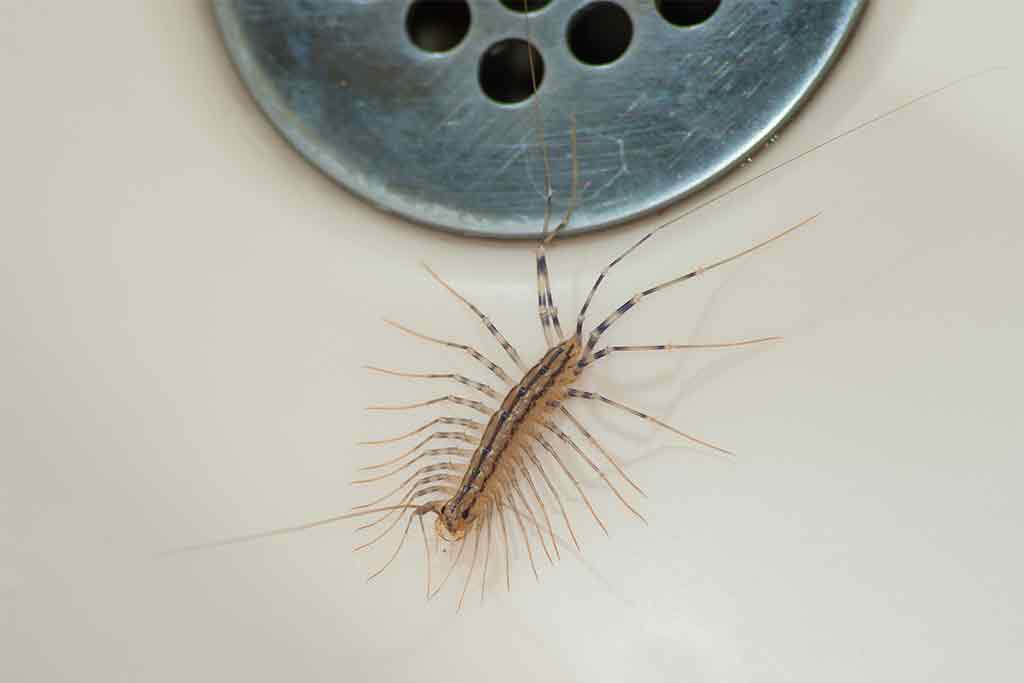 How Did House Centipedes Get In My House?