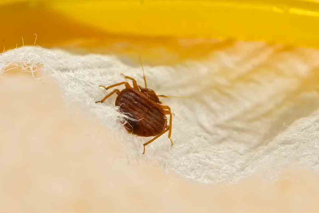 Do Bed Bugs Fast Jump or Fly?