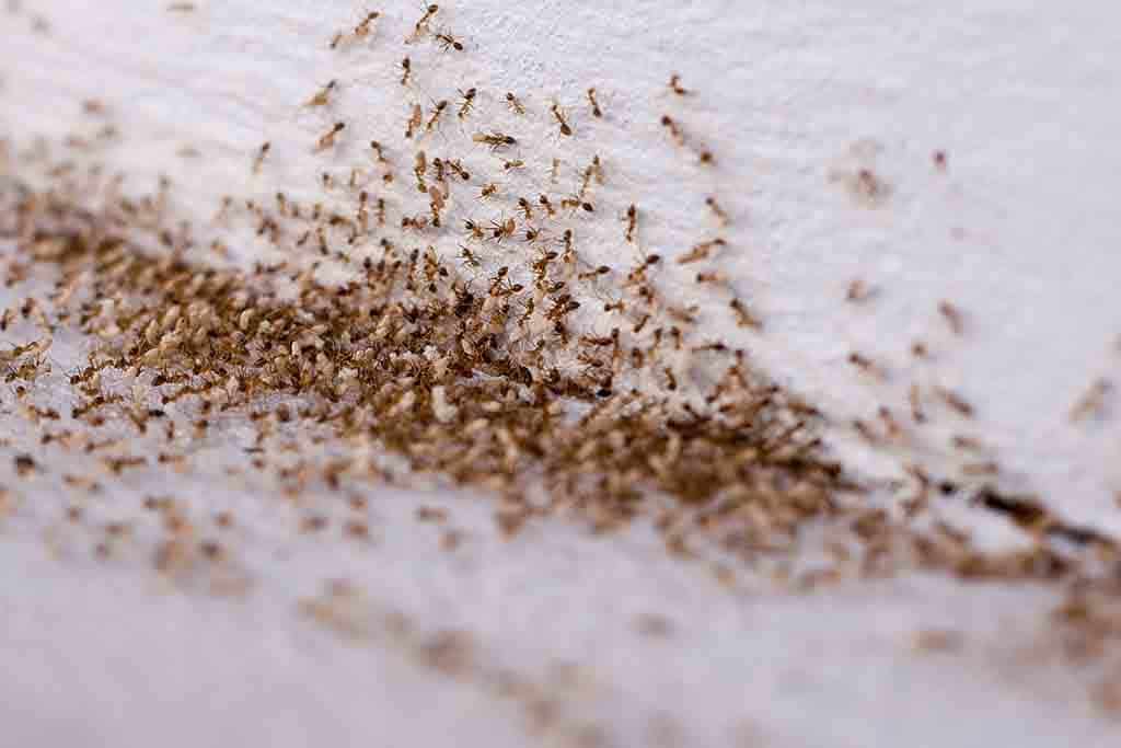 Preventing A Future Ant Invasion