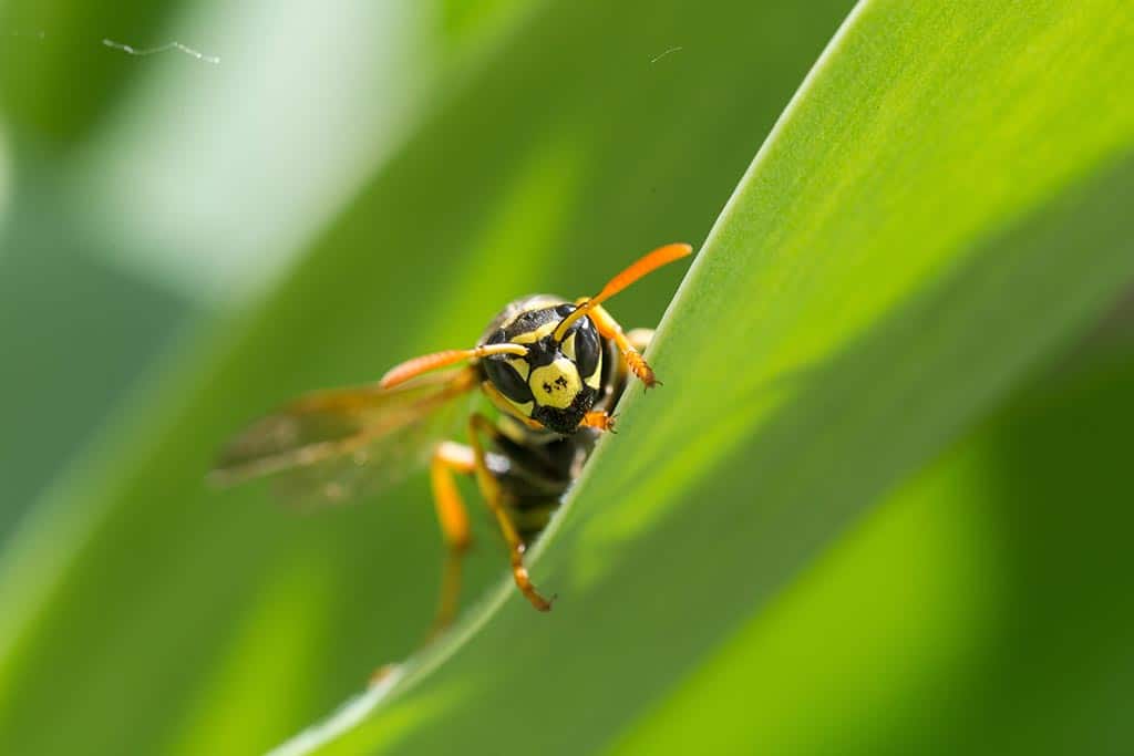 Can A Wasp Sting More Than Once?