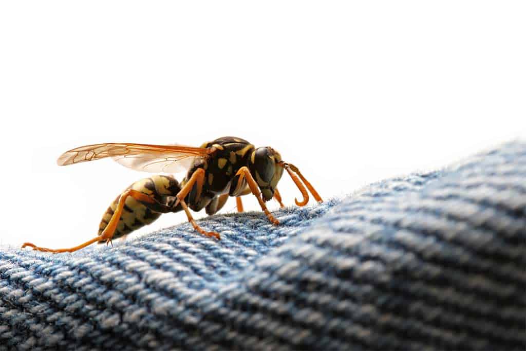 Can Wasps Sting Through Clothing?