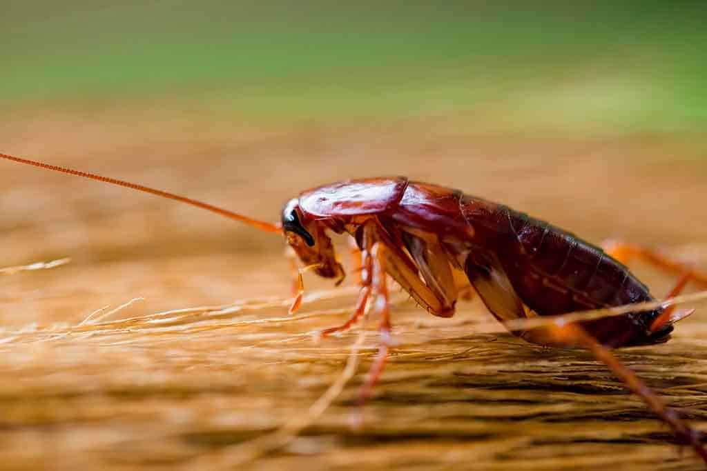 Cockroach cleaning itself exhibiting disgust