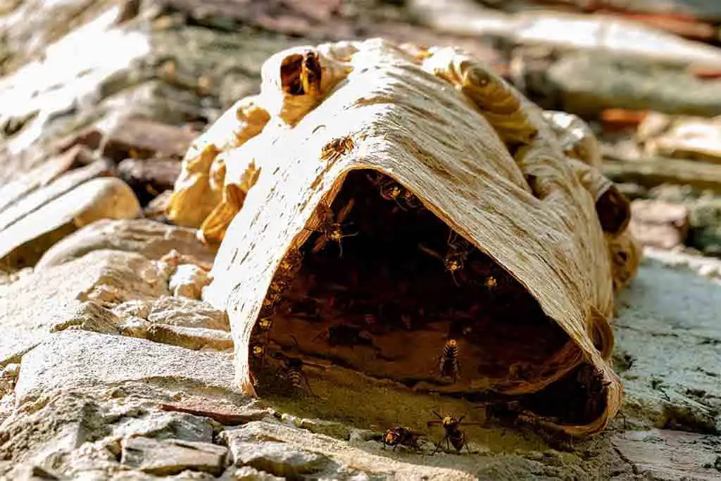 Do Wasps Reuse Their Own Nests?