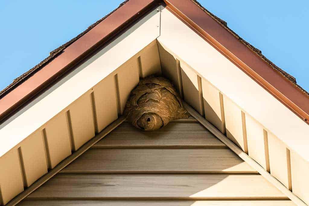 Wasp Nest On A House