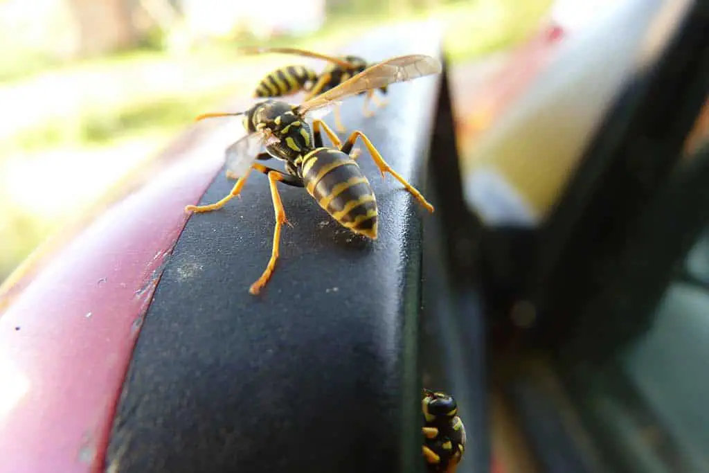 Why Are Wasps Attracted To Your Car