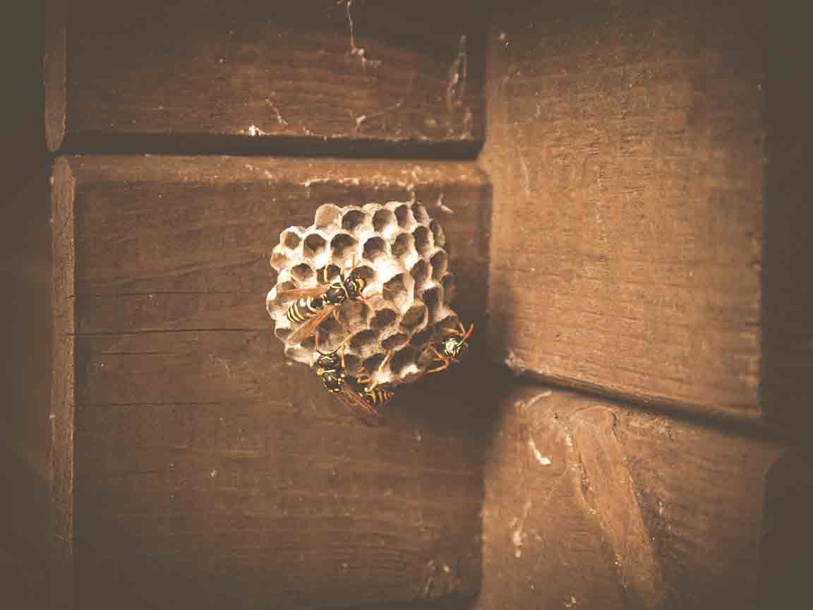 Dealing With A Wasp Nest On Your Property Or In Your Home