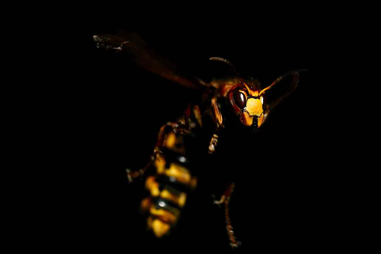 Do Wasps Attack At Night?