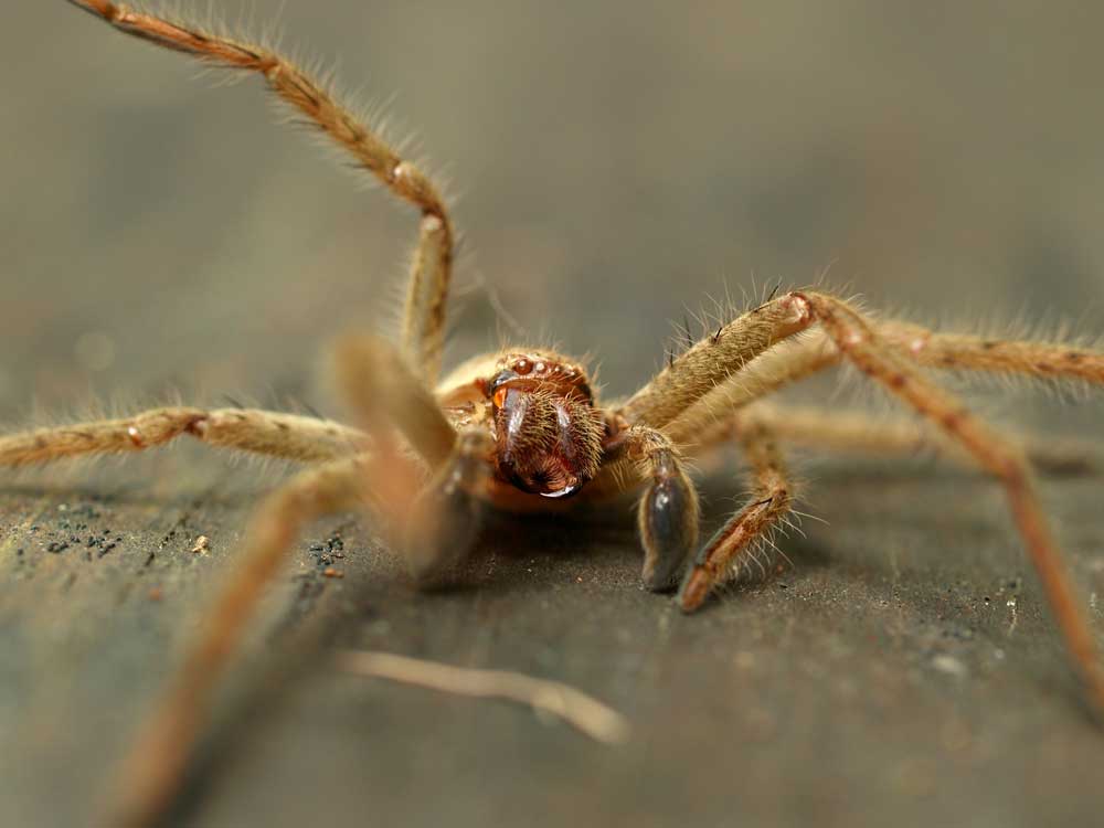 Large Huntsman Spider From Australia