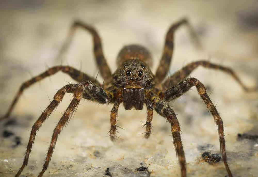 Scary Looking Wolf Spider From Australia