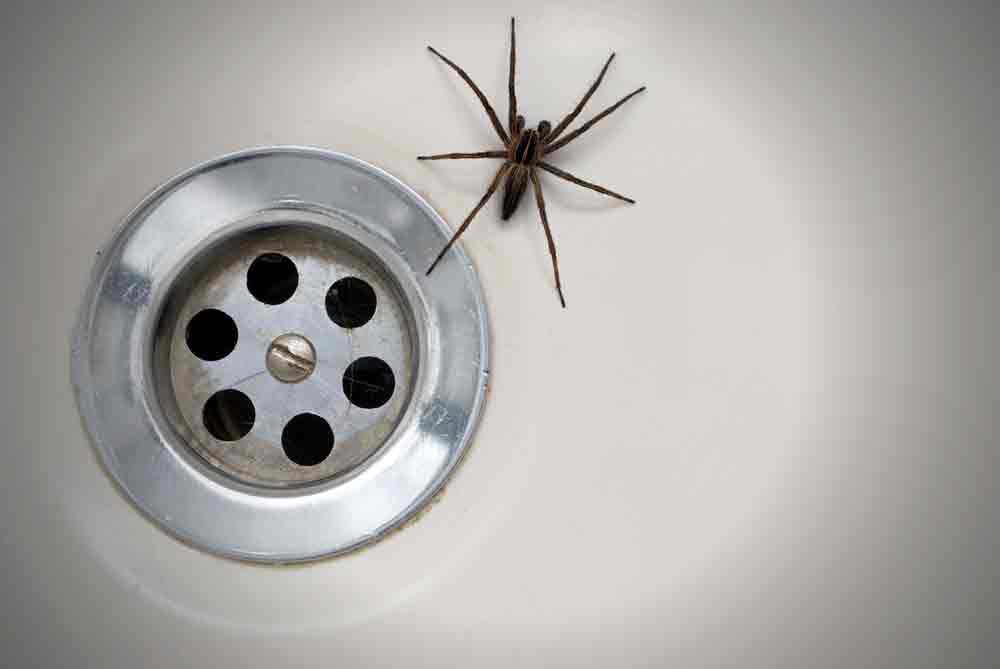 Spider In Bathtub Attracted To Moisture