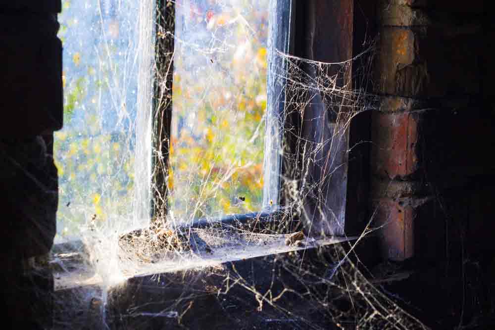 Spider Web By Dirty Window