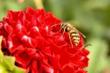 Wasp Landing On A Flower