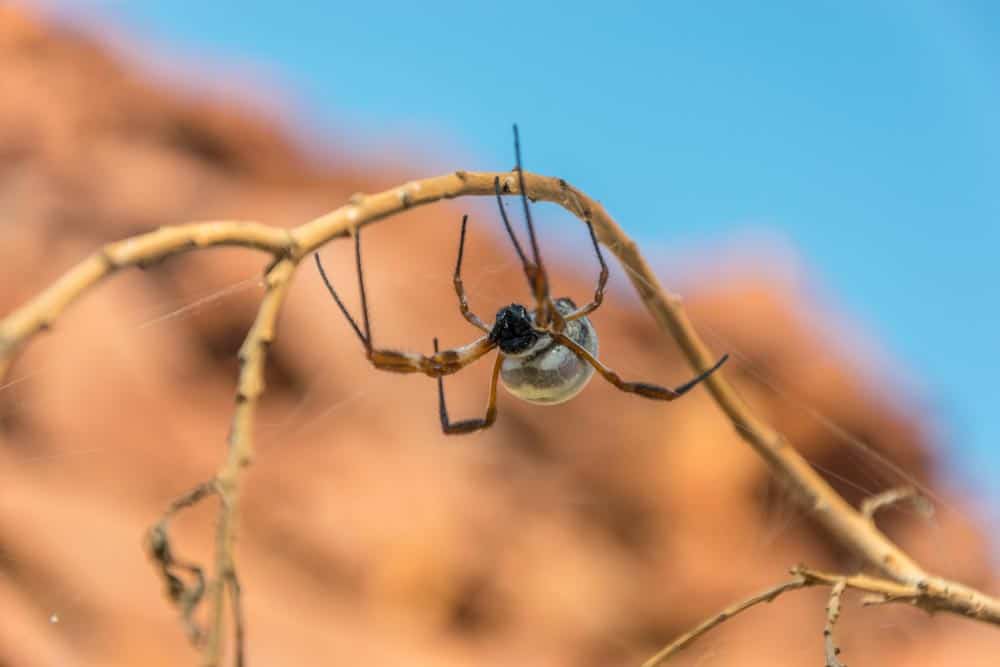Why Are Spiders In Australia So Big?
