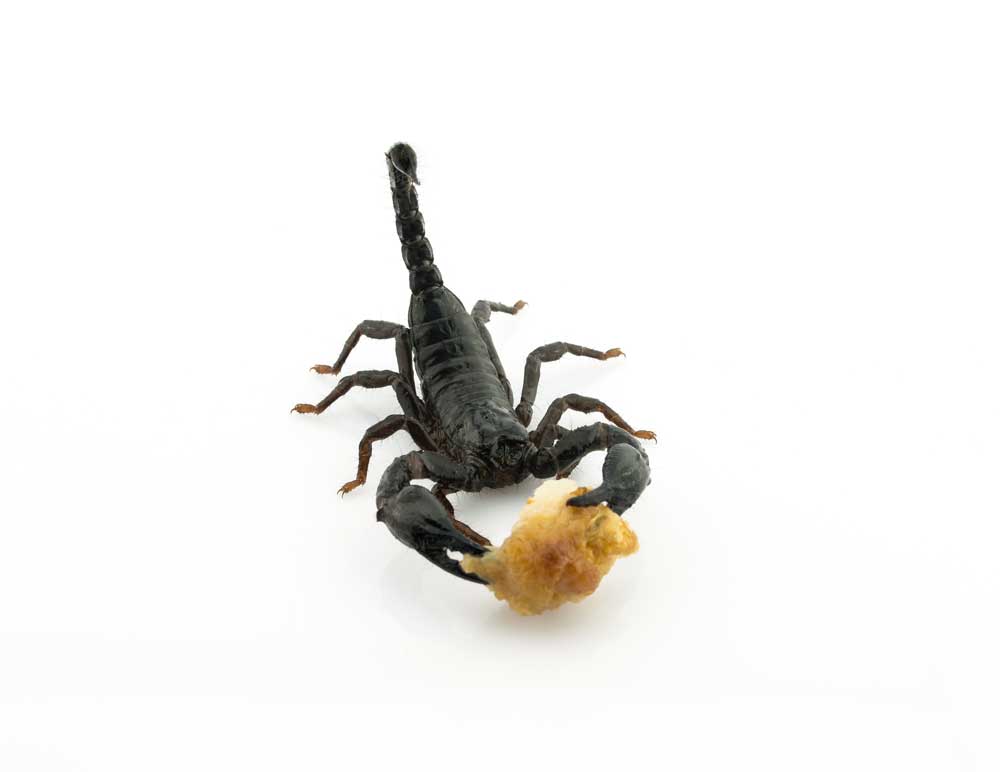Can Scorpions Jump?