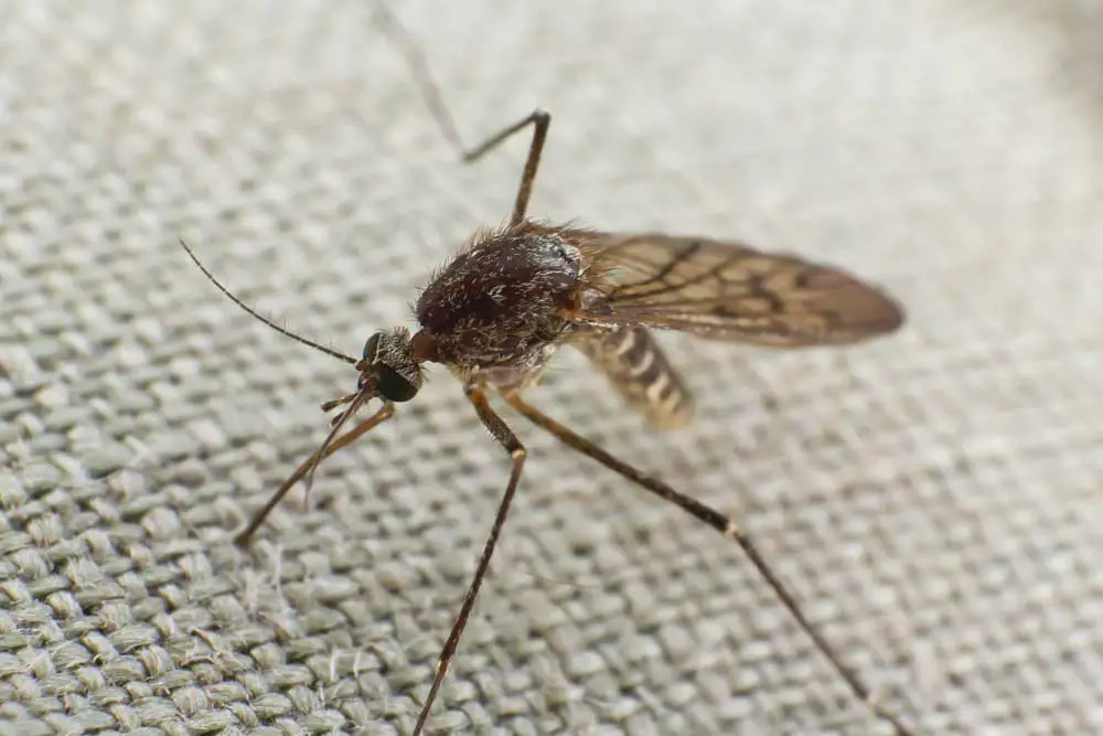 Clothing Mosquitoes Can Bite Through + Protection Plan