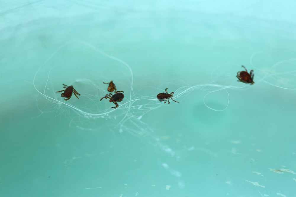 Do Ticks Drown in Water?