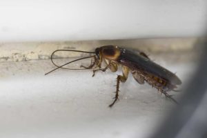 How Are Cockroaches a Danger at Home?