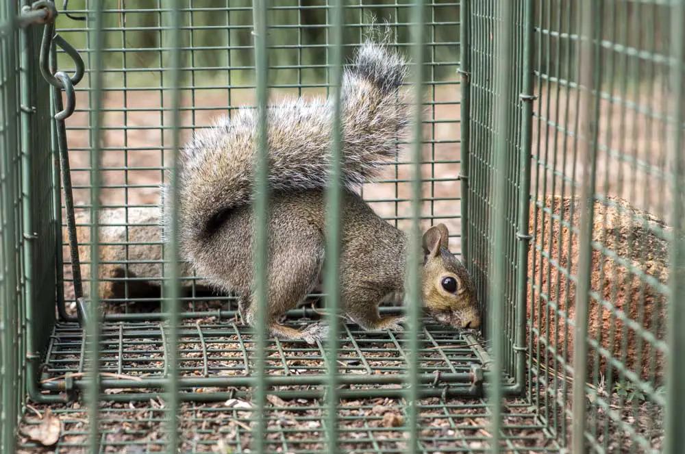 How Can You Trap Squirrels?