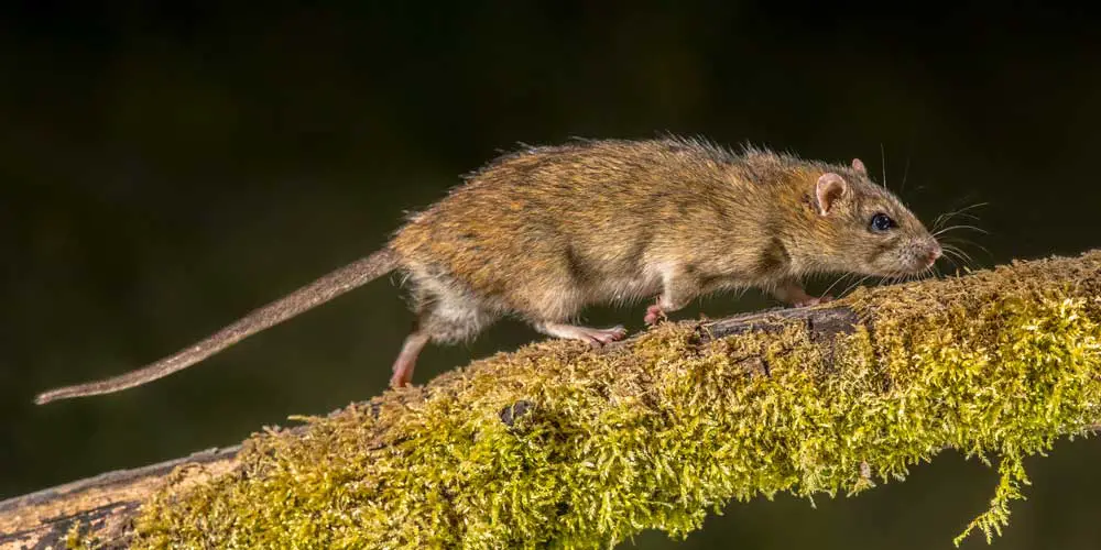 How Do Rats Behave in the Wild?