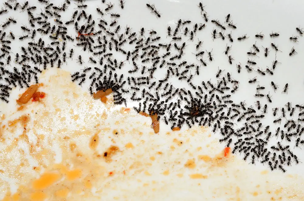 How Long Does Ant Treatment Last?