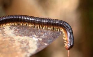 How Many Legs Do Millipedes Have?