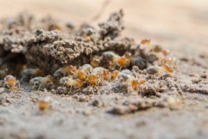How to Treat Mulch That Is Already Infested with Termites