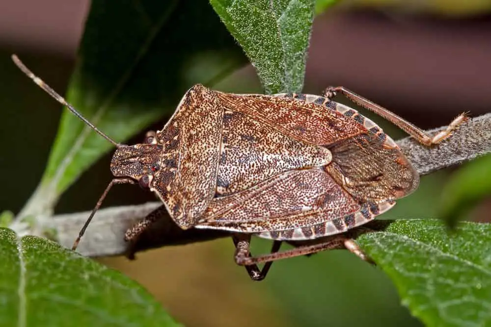 Information About Stink Bugs Do They Bite? Fly? Poisonous?