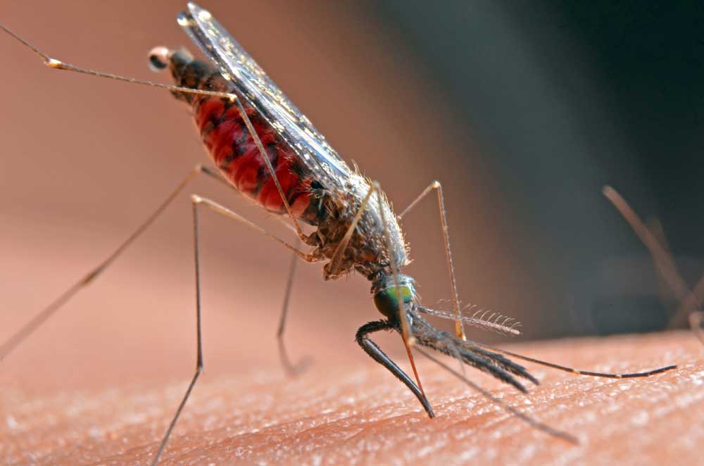 Is a Mosquito a Parasite?