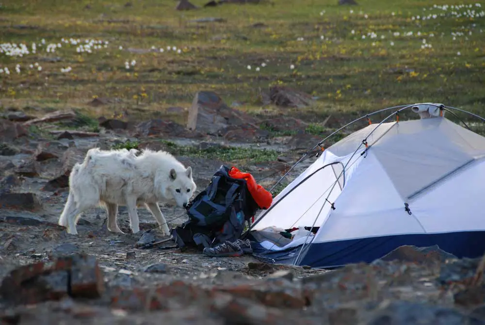 Is It Dangerous To Camp In An Area With Wolves?