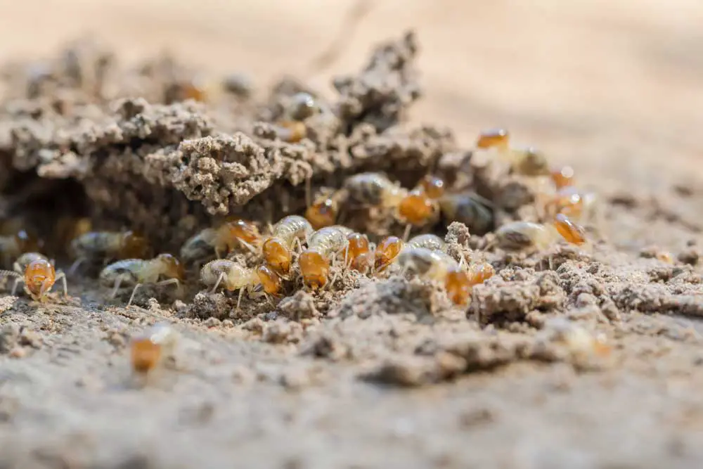 Keeping Termites Out Of Mulch: Preventative and Corrective