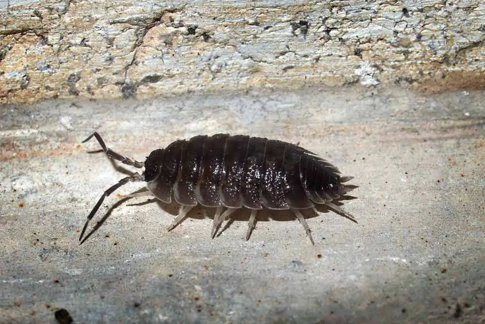 Other Insects with Many Legs - Woodlouse