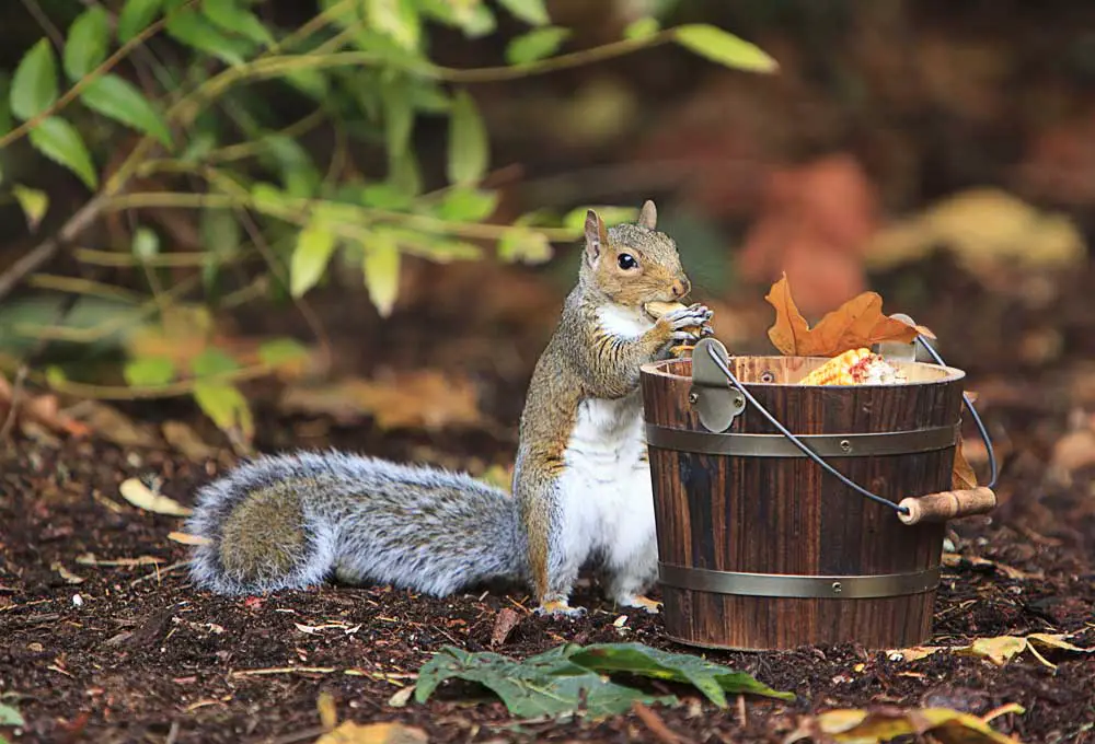 Tips To Keep Squirrels Out Of Your Garden and OFF Your Yard