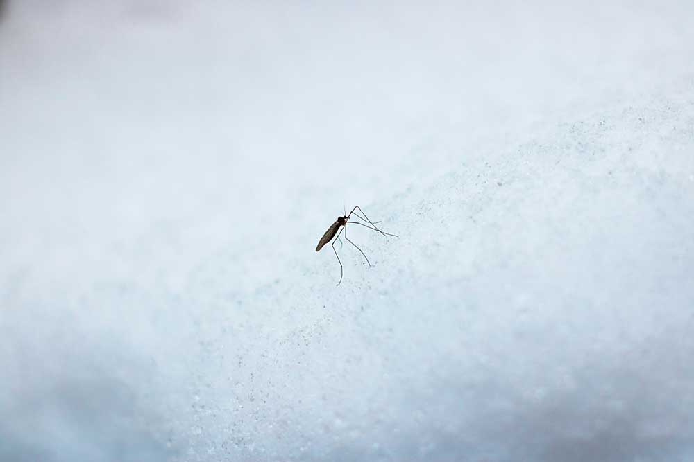 What Are the Hibernation Patterns of Mosquitoes During the Winter? 