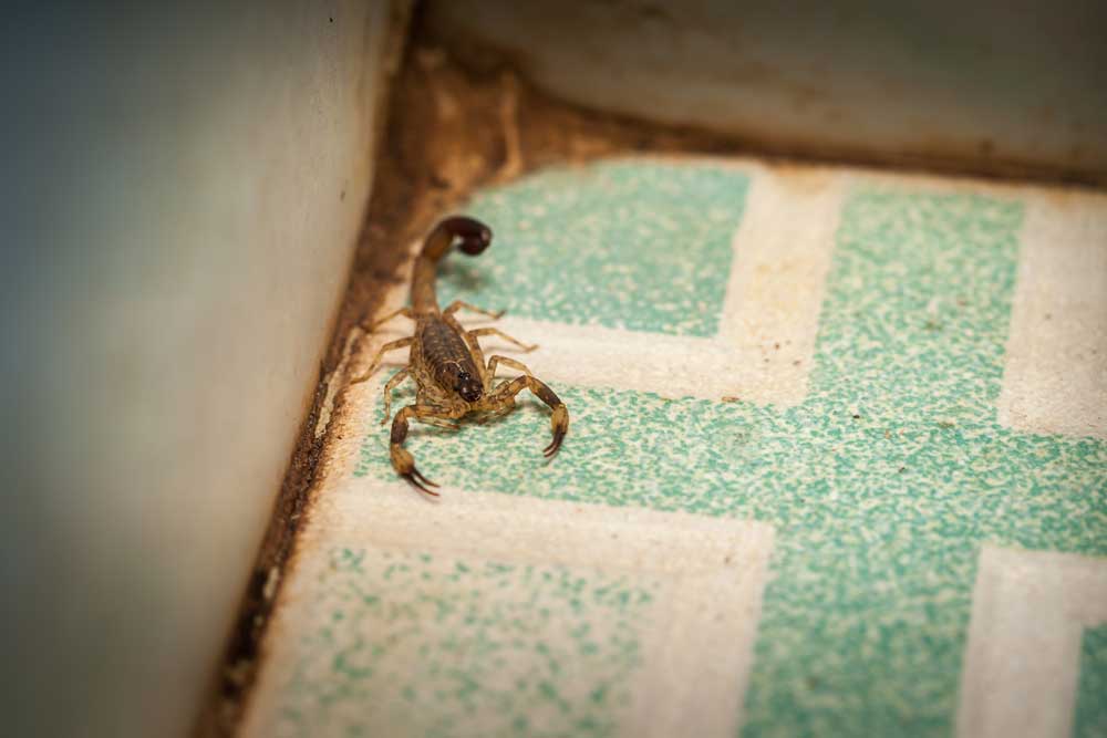 What Attracts Scorpions Into The Home?