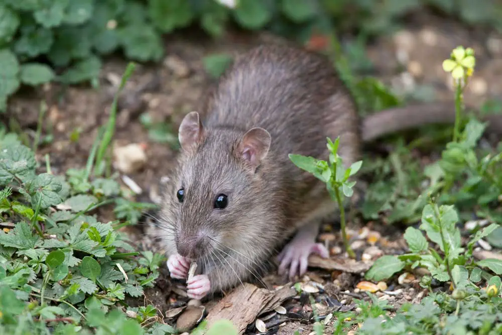What Do Wild Rats Eat and Drink? - Rat Diet Exploration