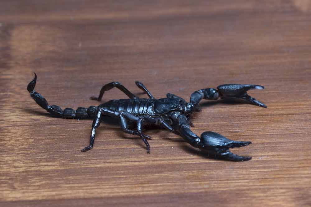 What to Do If You See a Scorpion at Home