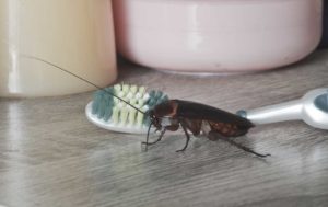 What Types of Cockroaches Are Dangerous?