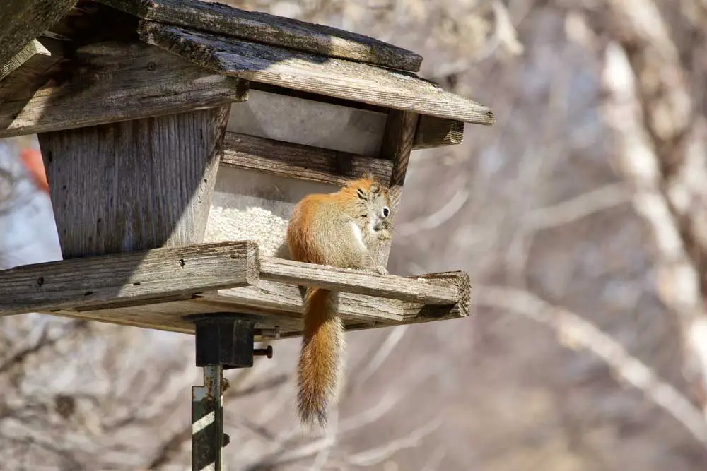When Should You Call a Professional to Get Rid of Squirrels?