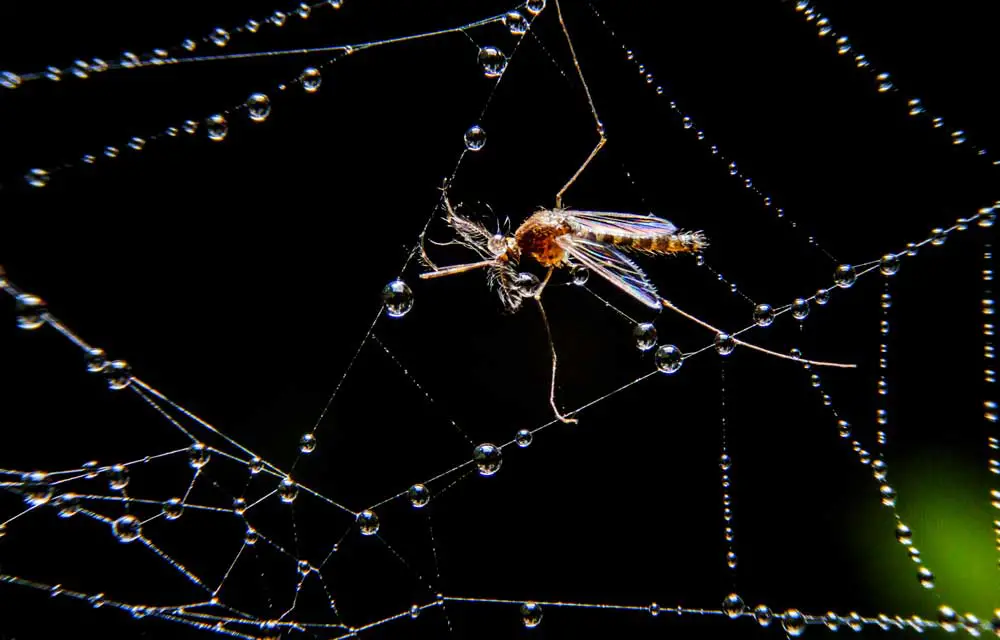 Where Do Mosquitoes Go In The Winter?