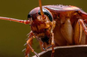 Why Are Cockroaches Dangerous?