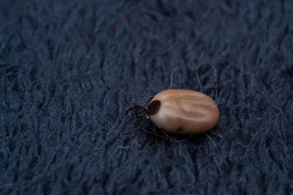 Why Do Ticks like Staying on Clothes?