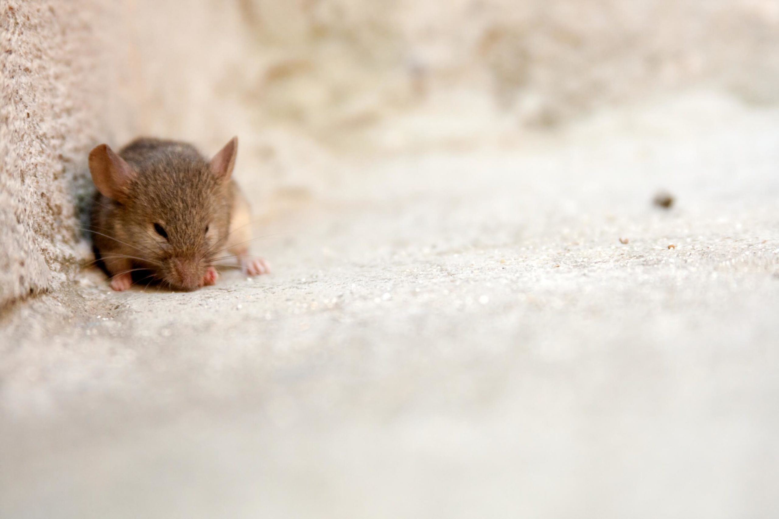 10 Things Mice Are Afraid Of And Why