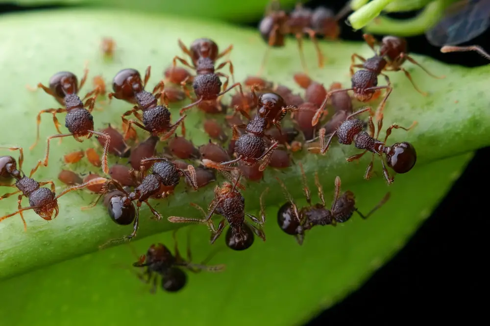 25 Ways To Keep Ants Away From Any Environment