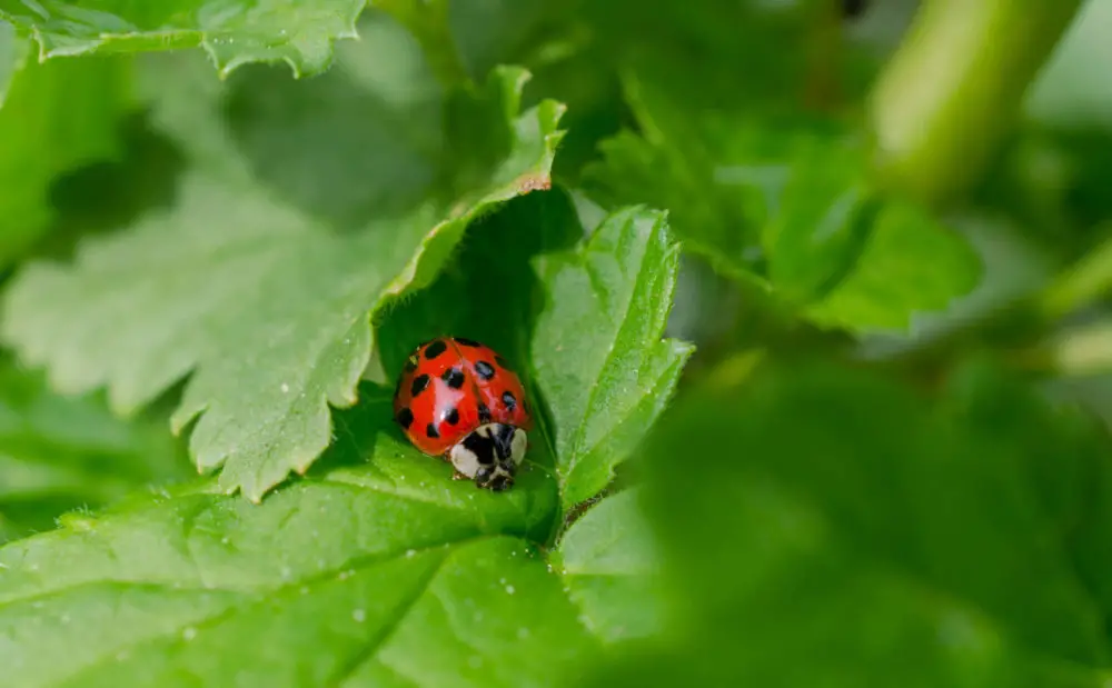 All About Ladybugs 14 Common Ladybug Questions Answered