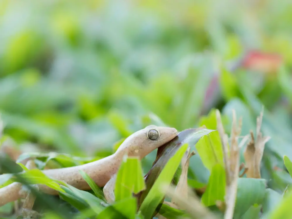 Are Lizards Good for Your Garden or House?