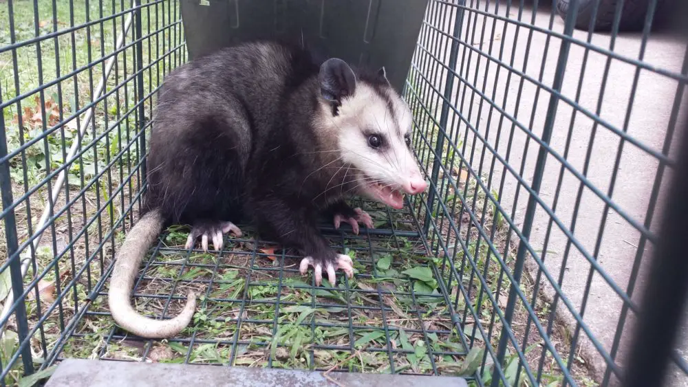 Are Possums Dangerous to Humans and Animals?