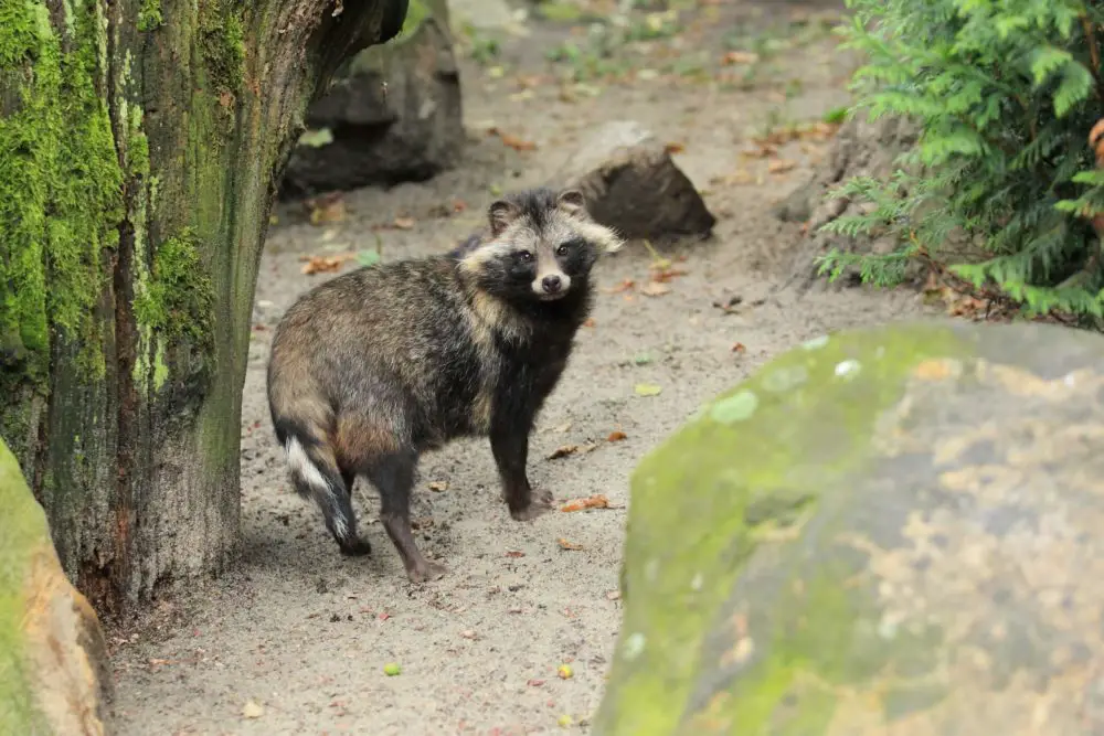 Are raccoons aggressive towards humans?