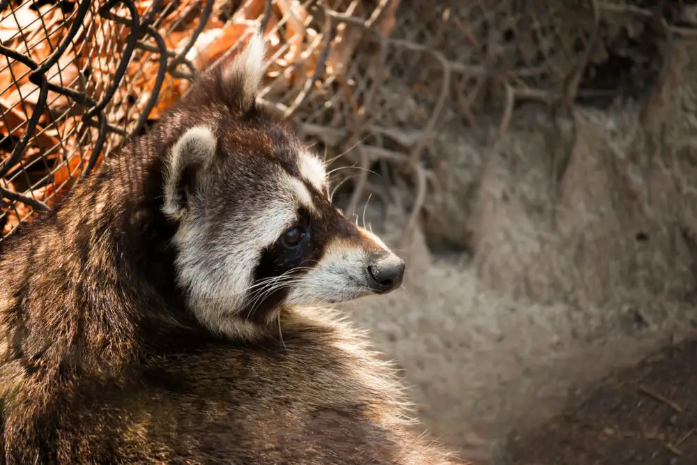Are Raccoons Dangerous? Should You Call An Exterminator?
